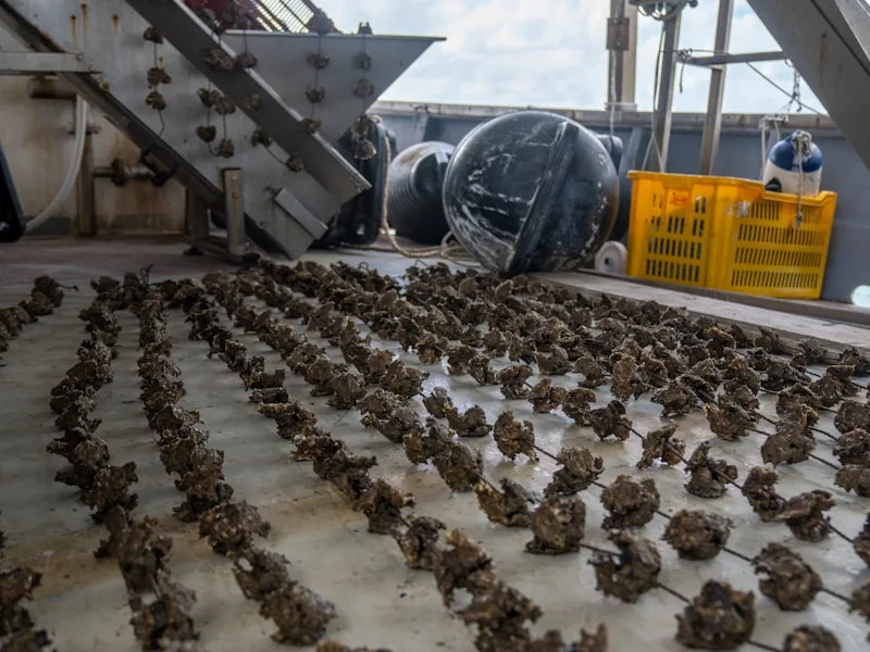 Indústrias Alimentícias — Rocha Brasil
